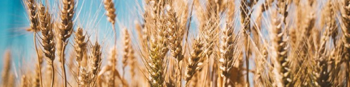 انتقاد اکثریت نمایندگان مجلس به تعیین قیمت ۵ هزار تومانی گندم