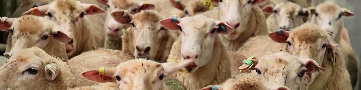 قاچاق دامهای مولد به عراق/ خرید حمایتی دام استانهای درگیر خشکسالی حاد