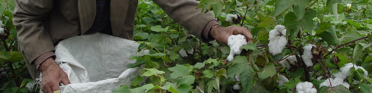 تولید طلای سفید به ۹۰ هزار تن میرسد/ خشکسالی علت اصلی افت تولید پنبه