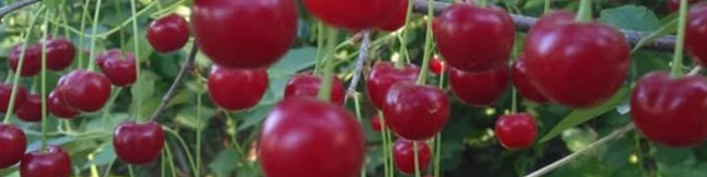 باغداران آلبالو را ارزانتر از پارسال میفروشند/ بیانصافی آبمیوهسازان