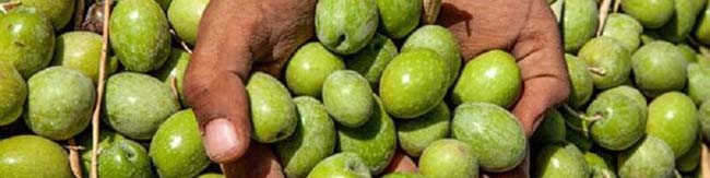 زمینهچینی برای واردات کنسرو زیتون/ کاهش ۳۰۰درصدی تولید روغن زیتون