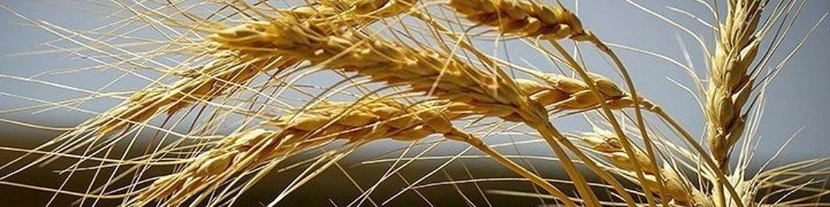 نابودی خودکفایی گندم، از آثار زیانبار ارز ۴۲۰۰ تومانی