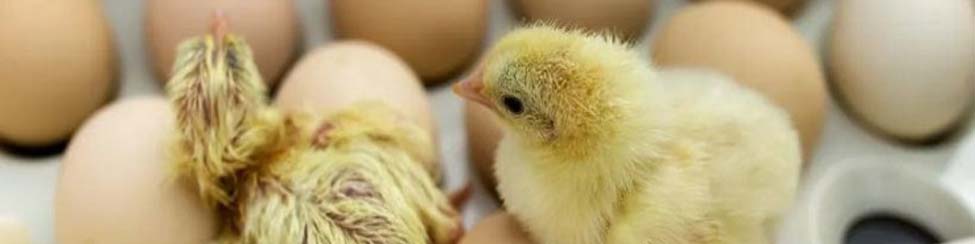 خیز وزارت جهادکشاورزی برای واردات ۹۵ میلیون تخممرغ نطفهدار