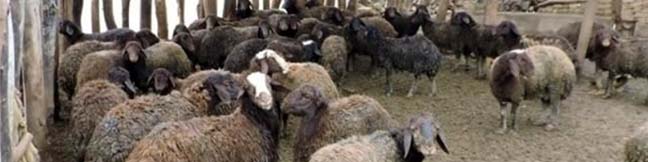 تهاتر دام زنده با نهاده غیر ممکن است/ نبود مراودات بانکی صادارت دام را دشوار میکند