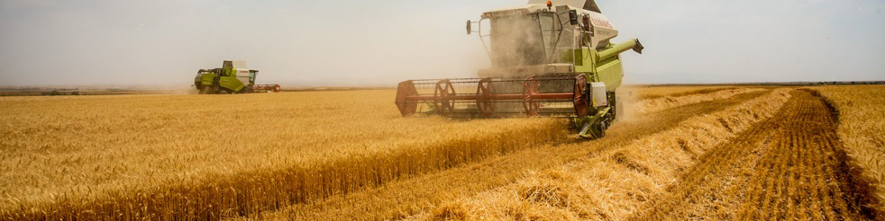 کشت گندم به یک میلیون هکتار رسید/ ضرورت استفاده از کودهای پایه در کشت گندم