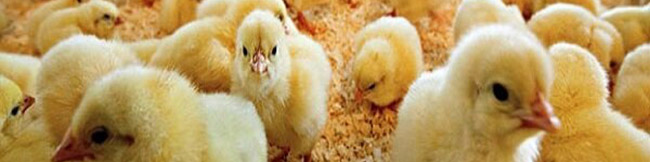 افزایش ۱۵۰ درصدی قیمت جوجه یک روزه نسبت به سال گذشته