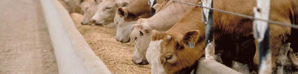 تولید خوراک دام و طیور درگیر رانت  و یارانه