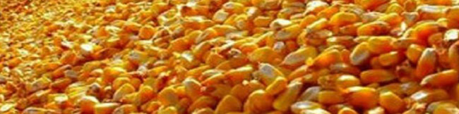 تاخیر ۲۰ روزه بازارگاه در تامین ذرت/ نابودی تولید با تزریق بیش از حد مرغ منجمد