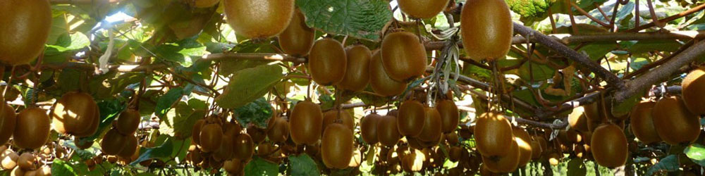 تکذیب برگشت خوردن محموله کیوی از امارات