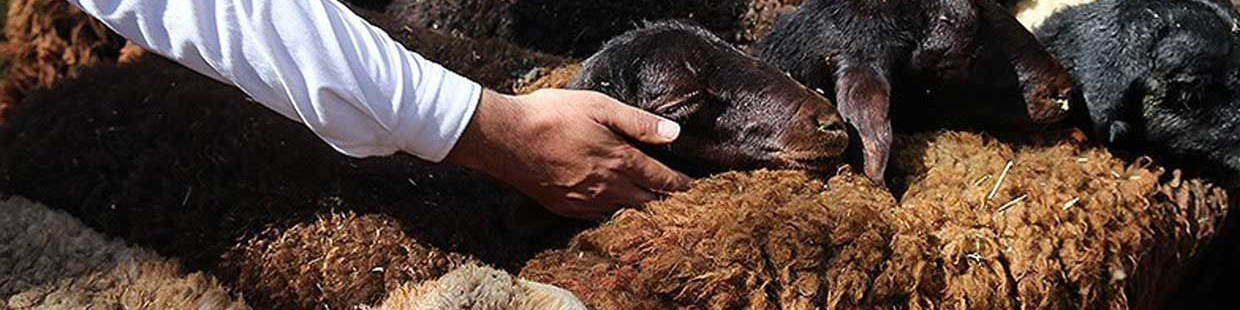 خرید تضمینی دام عشایر از ۴ دی ماه آغاز میشود