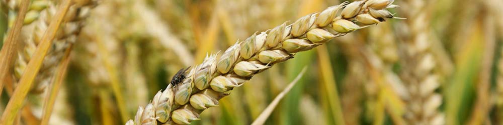 افزایش قیمت جهانی گندم بهخاطر نگرانیهای برداشت در آمریکا و موانع صادرات اوکراین