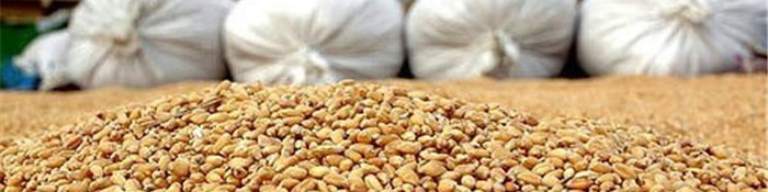 10 درصد نهادههای خوراک دام و طیور در مسیر غیرواقعی توزیع میشود
