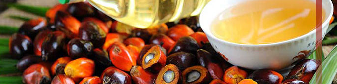 غول تولیدکننده روغن پالم در جهان، صادرات روغن را از سر میگیرد