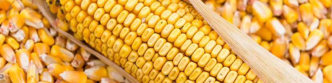 ماجرای ترخیص عجیب ۲۷ هزار تن ذرت آلوده