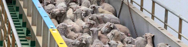 دام ِ کیلویی ۱۳۹هزار تومان نتیجه عدم حمایت از صنعت دامپروری است