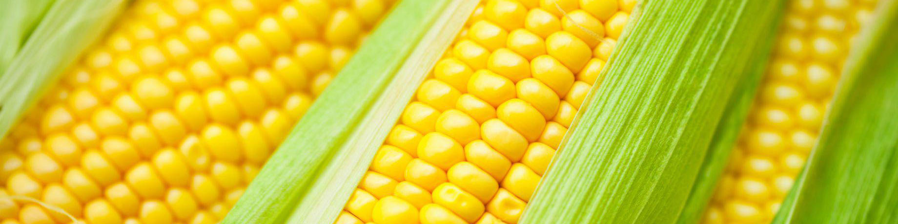 سکوت استاندارد در ماجرای ترخیص ذرتهای آلوده و چند ابهام!