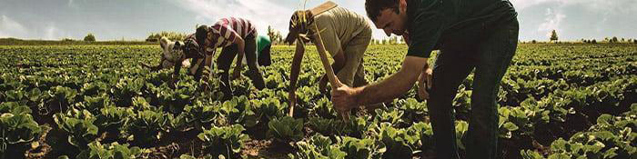 روسها پول محمولهها را با تاخیر ۳ ماهه پرداخت میکنند/ امکان صادرات محصولات کشاورزی به شرق آسیا را نداریم