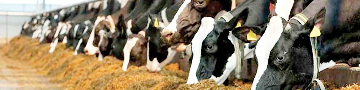 جزئیات واردات نهادههای دامی از بندرامام به کشور