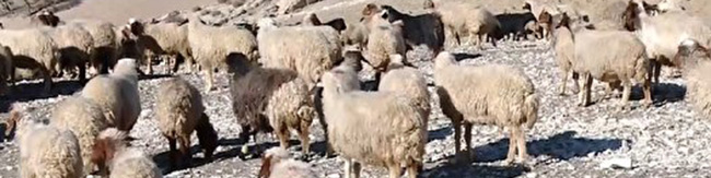 قاچاق؛ چالش دام عشایر پس از توقف صادرات