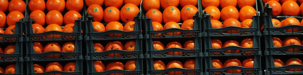 تنظیم بازار میوه شب عید به بخش خصوصی واگذار شد