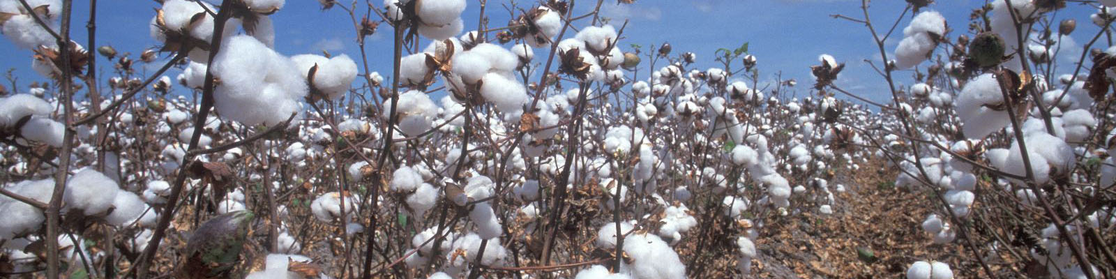 پیش بینی رشد 20 درصدی تولید طلای سفید/ تسهیلات ۹۰ میلیاردی برای خرید کمباین پنبه