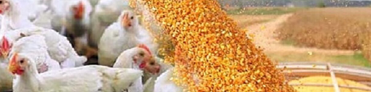 واگذاری امور تنظیم بازار به بخش خصوصی، راهی برای کاهش مشکلات صنعت طیور