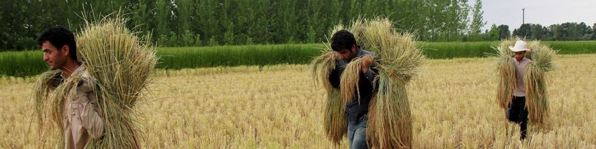 اما و اگرهای برداشت گندم در ۲۰۲۳