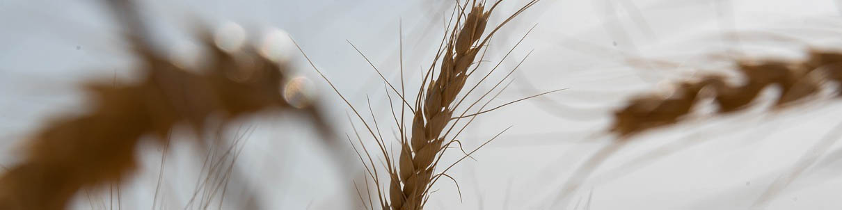 ۸۰ درصد کشت گندم مکانیزه شده است