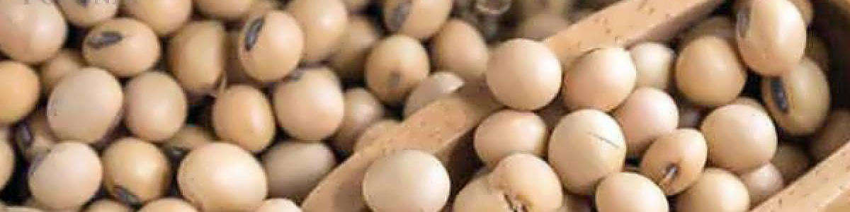 بازار کنجاله سویا آرام گرفت