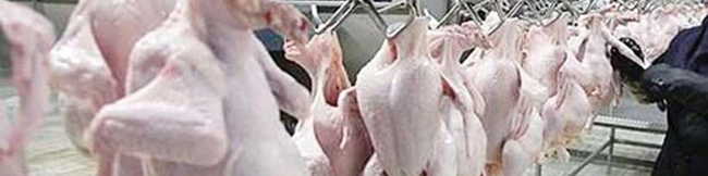 پیش بینی صادرات مرغ مازاد پس از ماه مبارک رمضان