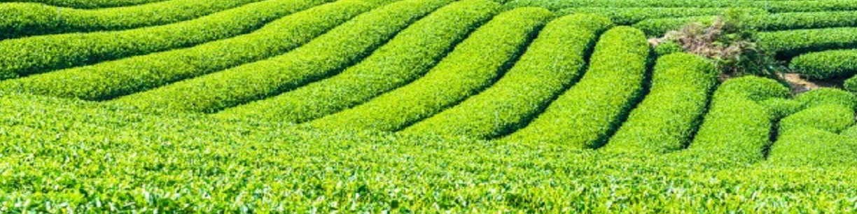 خرید تضمینی برگ سبز چای ۱۰ درصد افزایش یافت