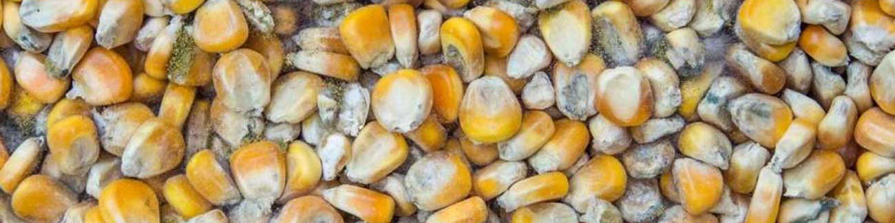 پشتصحنه ذرتهای فاسد