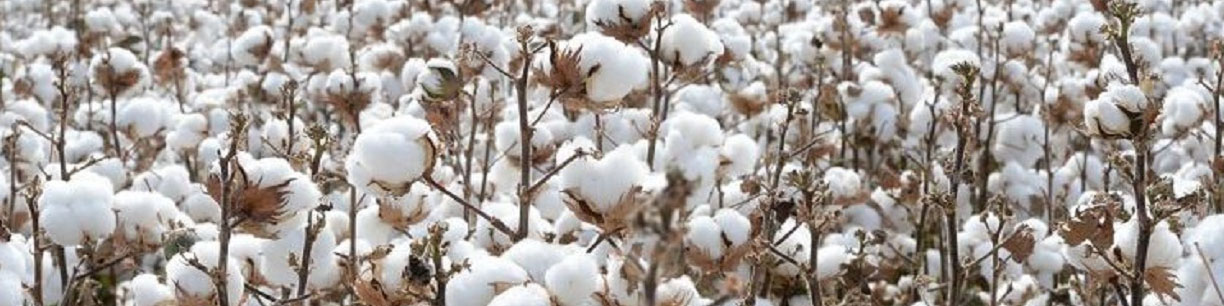 پتانسیل تولید ۵۰۰ هزارتن طلای سفید در داخل وجود دارد