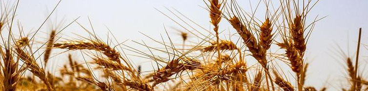 اعلام نرخ خرید تضمینی گندم و هفتهای که نمیآید