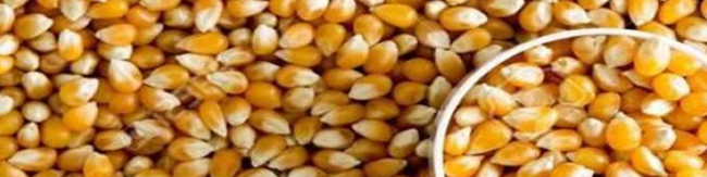 کاهش قیمت جهانی مواد غذایی؛ شکر، ذرت و سویا