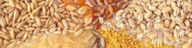 خوراک دام و طیور ارزان میشود