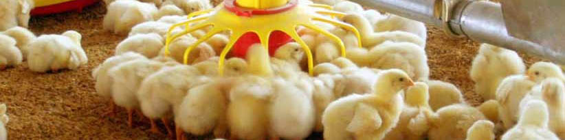 جوجهریزی ۱۵۰ میلیون قطعه برای اسفندماه/ میوه شب عید و خرمای ماه رمضان تامین شد