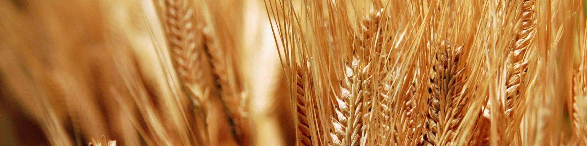 نیازی به واردات گندم برای واحدهای خبازی نداریم