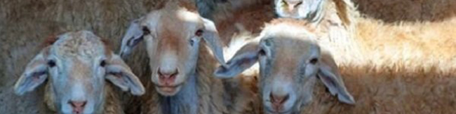 سالانه ۱۷ میلیون تن محصولات دامی و فرآوردههای دامی تولید میشود