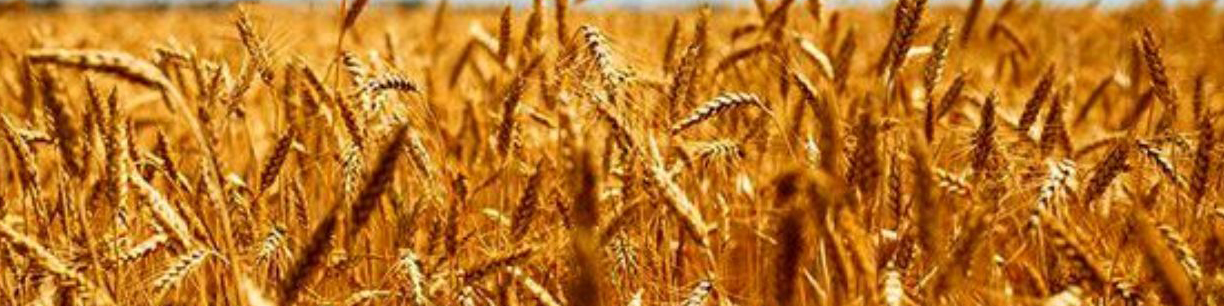 تحقق خودکفایی گندم در دولت سیزدهم/ نیازی به واردات گندم نداریم