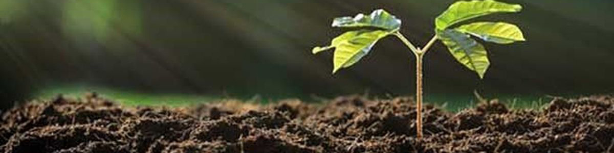 افزایش ۶ برابری قیمت کودکشاورزی تولید را کاهش میدهد