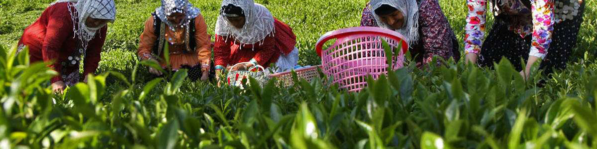 بیش از ۸۶ هزار تن برگ سبز چای خریداری شد