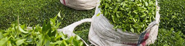 ۱۰۰ درصد چای تولید داخل ارگانیک است