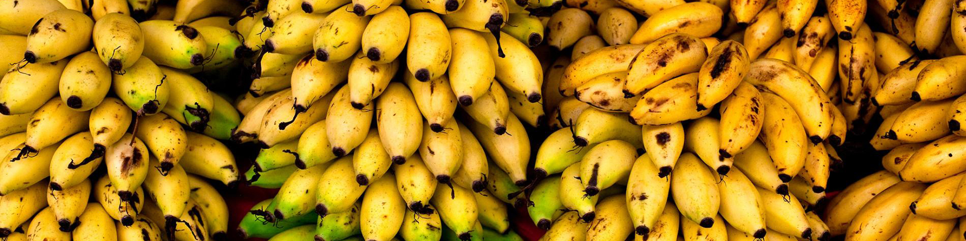 پیششرطهای واردات موز در ازای صادرات سیب / طرح تهاتر میوه در برابر میوه ایراد دارد