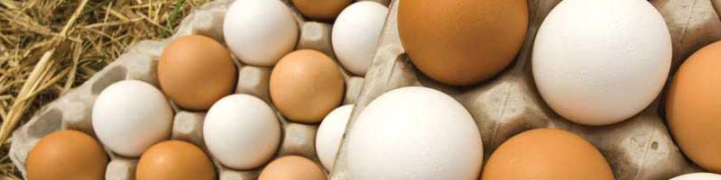 قیمت مرغ و تخممرغ امروز ۲۱ شهریور ۱۴۰۳