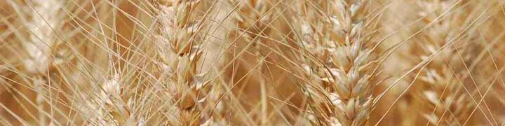 پرداخت ۱۶۰ همت طلب گندمکاران از صندوق توسعه ملی/ افزایش ۱۳۲ درصدی قیمت کود در سال جاری