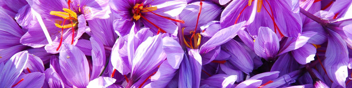 کاهش ۴۰ درصدی صادرات زعفران