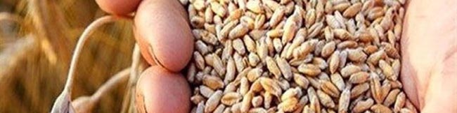 تاخیر هر ساله پرداخت مطالبات گندمکاران؛ گره کار کجاست؟