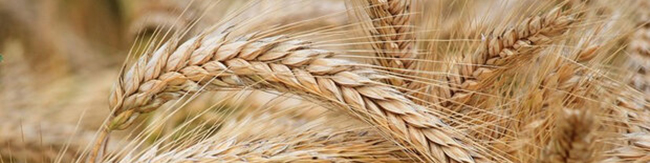 هشدار جایگزینی گندم به عنوان خوراک دام