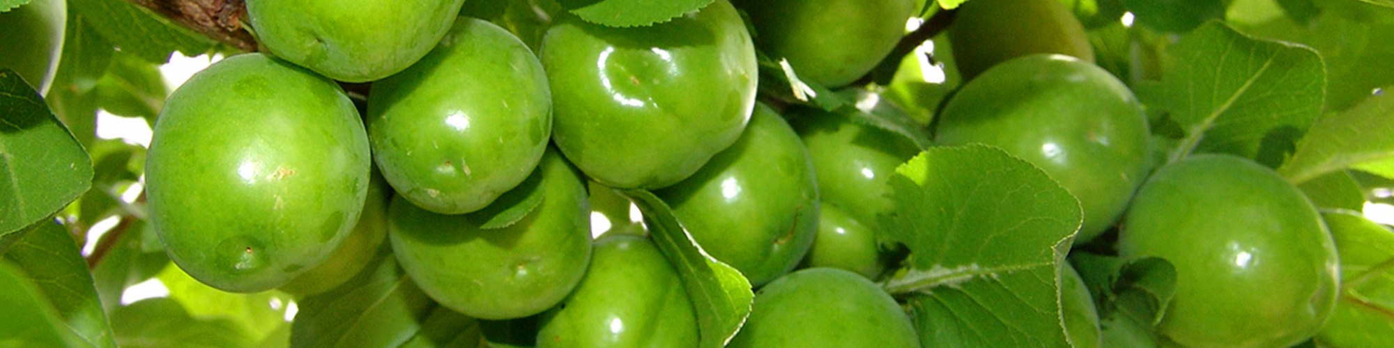 نوبرانهای با قیمت نجومی؛ واردات قاچاق گوجه سبز